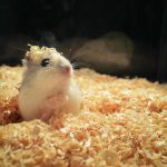 hvad-er-sand-til-en-hamster-hvordan-man-organiserer-et.jpg