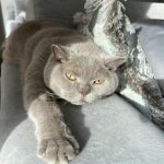 hvad-kan-du-fodre-din-kat-med-i-stedet-for.jpg