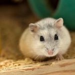 hvad-sker-der-hvis-din-hamster-ikke-har-et-loebebaand.jpg