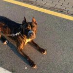 hvor-meget-skal-du-lufte-din-hund-aktivitetsstandarder-for-hvalpe.jpg