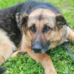 hvorfor-din-hund-slikker-sine-poter-konstant-4-hovedaarsager-fra.jpg