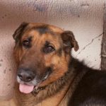hvorfor-din-hund-smiler-afkodning-af-dit-kaeledyrs-ansigtsudtryk-og.jpg