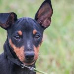 hvorfor-en-hund-slikker-sin-ejer-i-ansigtet-5-skjulte.jpg