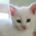 hvorfor-en-kat-boer-have-en-ekstra-skaal-den-stoerste.jpg