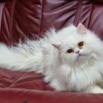 hvorfor-en-kat-gemmer-legetoej-i-madskaalen-skjulte-instinkter-hos.jpg