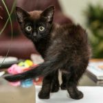 hvorfor-en-kat-gnider-sig-op-ad-dig-afkodning-af.jpg