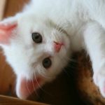 hvorfor-en-kat-sover-i-sine-foedder-afsloering-af-katteinstinkternes.jpg