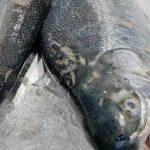 hvorfor-fisk-bliver-vandig-efter-nedfrysning-iskrystallernes-rolle-i-nedbrydningen.jpg