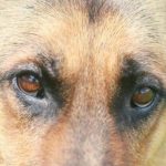 hvorfor-hunde-jager-deres-haler-fra-kedsomhed-til-angst.jpg