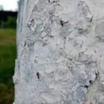 hvorfor-kalke-traeer-om-efteraaret-den-stoerste-fejl-hos-gartnere.jpg