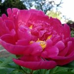 hvorfor-paeoner-ikke-blomstrer-5-af-gartnerens-stoerste-fejl-og.jpg