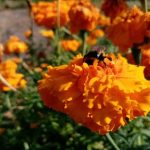 hvorfor-plante-floejlsblomst-i-jordbaerbedet-de-skjulte-fordele-ved-en.jpg