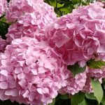 saadan-beskaerer-du-hortensia-om-efteraaret-hemmeligheder-om-forberedelse-til.jpg