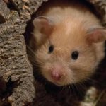saadan-forstaar-du-at-en-hamster-er-traengt-i-buret.jpg