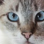 saadan-forstaar-du-sproget-i-kattens-spinden-afkodning-af-frekvenser.jpg