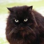 spinder-og-tramper-hvorfor-din-kat-aelter-dig-med-sine.jpg