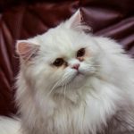 saadan-klipper-du-kloeerne-korrekt-paa-en-kat-trin-for-trin-algoritme-til.jpg